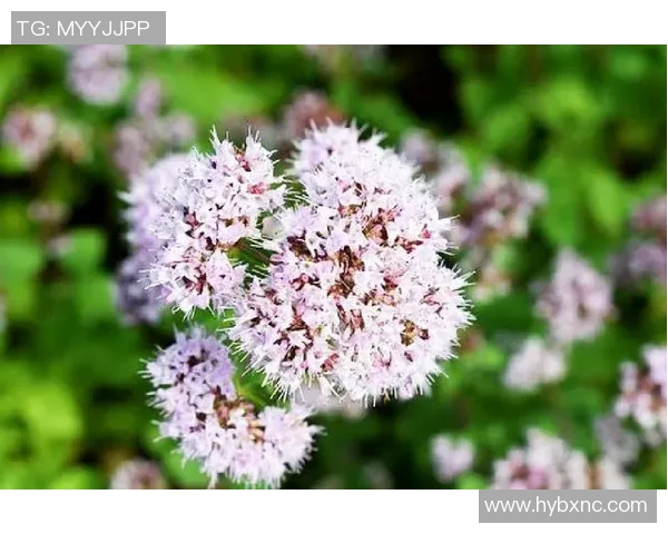 张敏独家分享：深入解析足球技巧与战术的心得体会